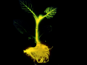 Glow, Dark, Trees Glow, Dark, Trees