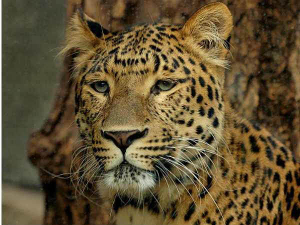 Leopard Leopard
