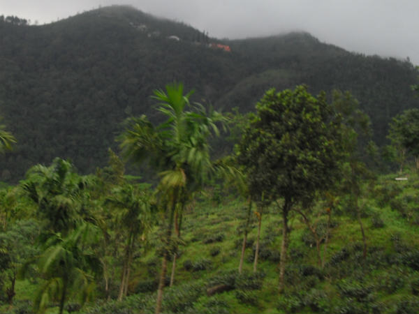 അവഗണിയ്ക്കപ്പെട്ട തേയില തോട്ടങ്ങള്‍