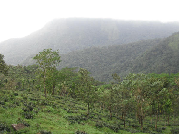 പെട്ടെന്ന് തെളിഞ്ഞു