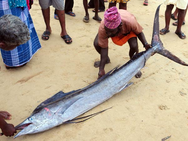  മീനായാല്‍ ഇങ്ങനെ വേണം