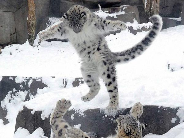 അടിയന്തരാവസ്ഥ