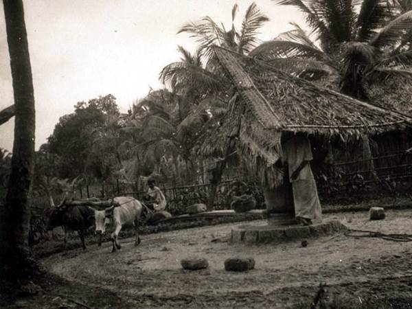 എണ്ണയാട്ട്
