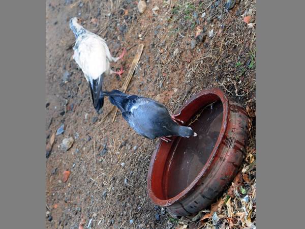 വെള്ളം ദാഹിച്ചലഞ്ഞ കാക്കയുടെ കഥപോലെ