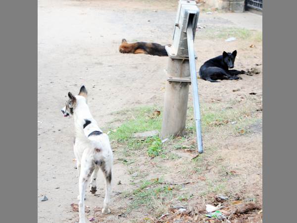 തെരുവില്‍ ഞങ്ങള്‍ മാത്രം
