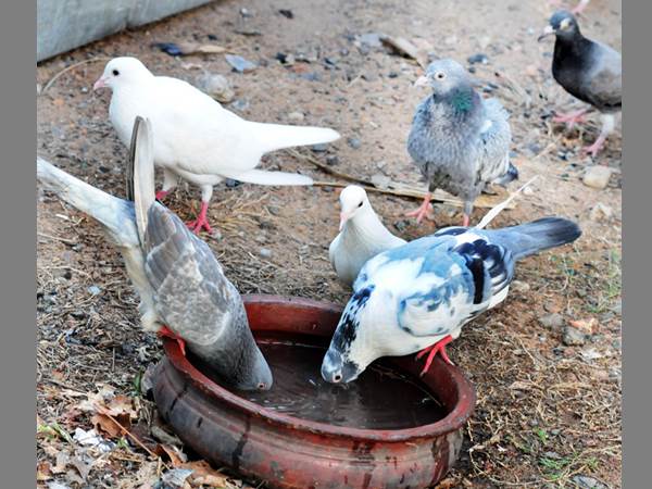 കല്ലിട്ടോ? വെള്ളം പൊന്തിയല്ലോ