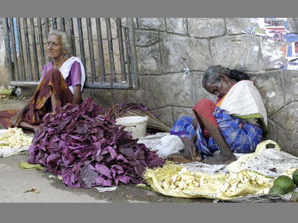 ചീരയെല്ലാം വാടി