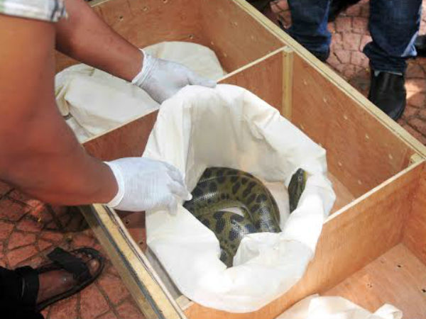 ഗ്രീന്‍ അനക്കോണ്ട