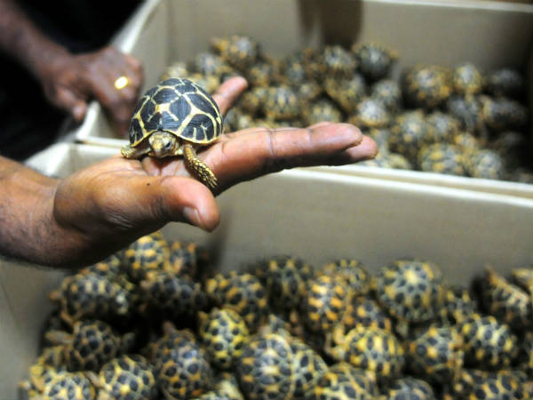 വളര്‍ത്തുമൃഗം