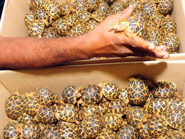 ഇറച്ചി ഔഷധം