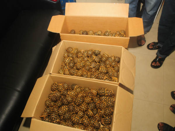 ഇന്ത്യയിലും ശ്രീലങ്കയിലും