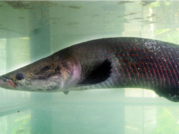 റാണി തന്നെ