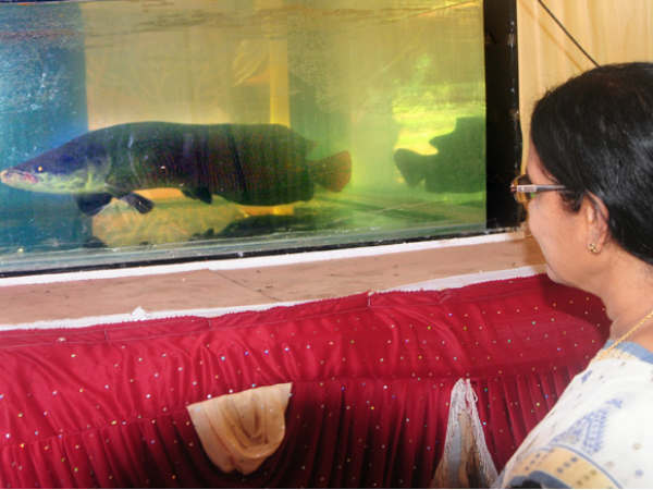 അക്വ-പെറ്റ് ഷോ