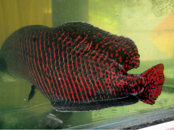 പിന്നഴക്