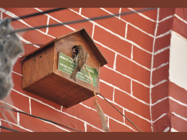 വംശനാശ ഭീഷണി