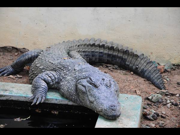 ക്രോക്കൊഡൈല്‍ പാര്‍ക്ക്