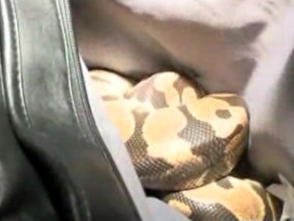 Snake in Bag Snake in Bag