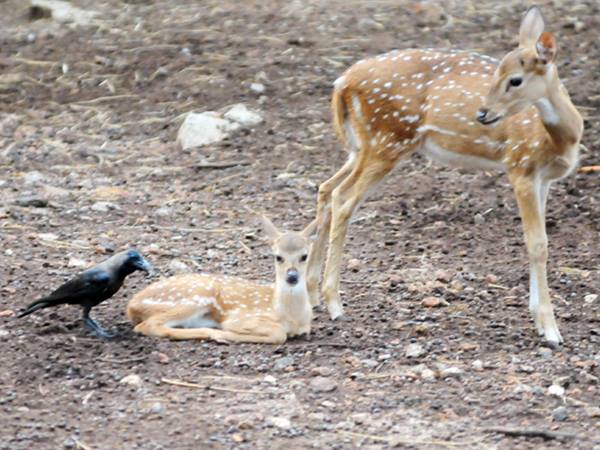 ഹായ് മോനൂ