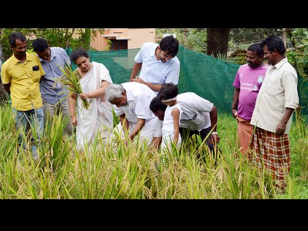 ക്ളിഫ് ഹൗസില് കൊയ്ത്ത് ഉത്സവം ക്ളിഫ് ഹൗസില് കൊയ്ത്ത് ഉത്സവം