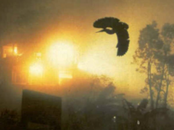 ജീവനൊടുക്കുന്ന പക്ഷികള്‍