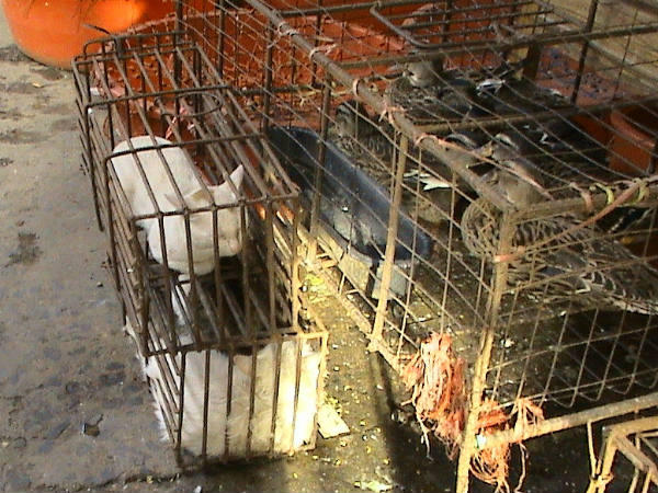 പൂച്ചയാണിഷ്ടം