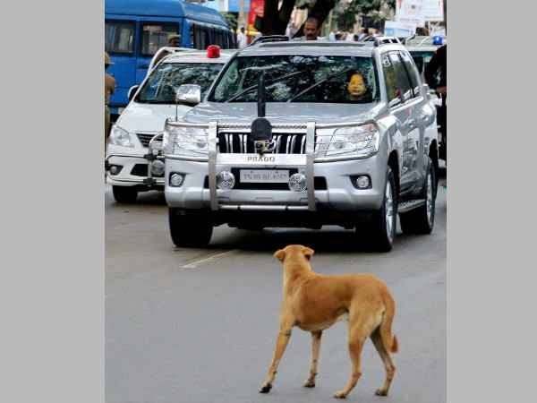 പട്ടിക്ക് പേടിയില്ല