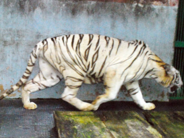 ആറ് ദിവസം യാത്ര