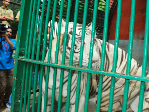 ഏഴ് വയസ്സ്