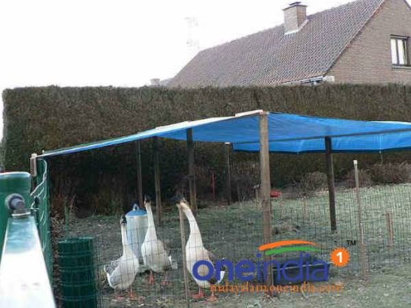 പക്ഷിപ്പനി