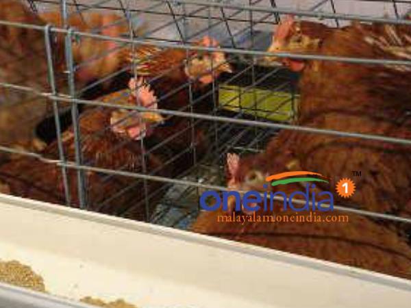 ഏവിയന്‍ ഇന്‍ഫ്‌ലുവന്‍സ