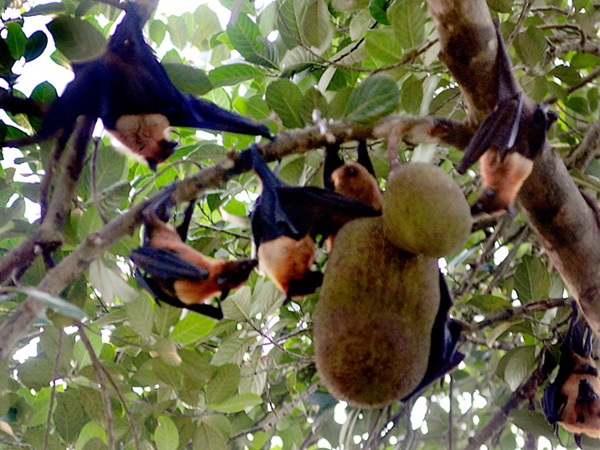 ഈ പഴം തിന്നാന്‍ പറ്റുമോ?