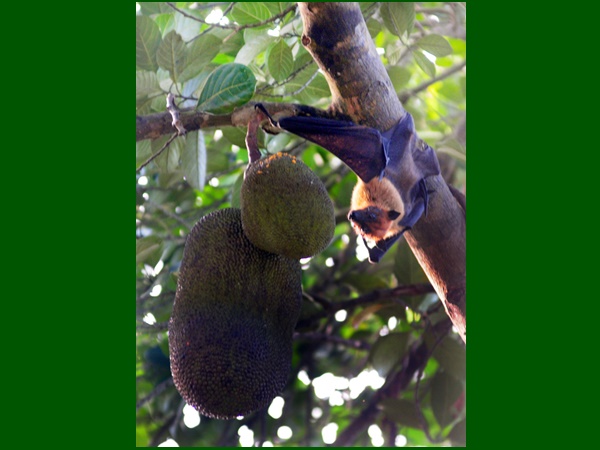 എനിക്കു മനസ്സിലായി ഇതു ചക്കയാണെന്ന്