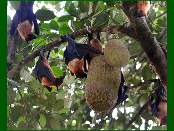 ഈ ചക്ക ഞങ്ങള്‍ വിട്ടു തരില്ല