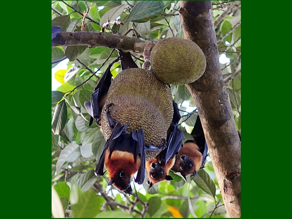 സുരക്ഷിതമായ താവളം