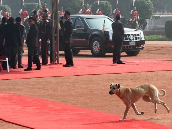 ഇത്തവണയും പട്ടി ചതിച്ചു