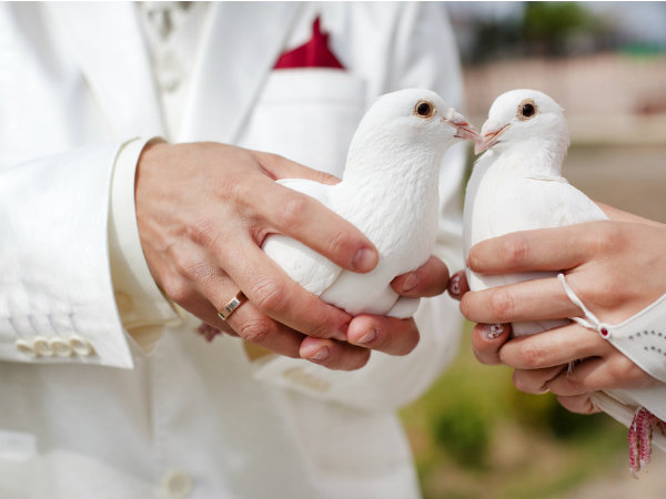 Wedding, Doves Wedding, Doves