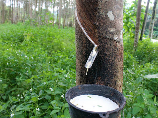 റബ്ബര്‍ കര്‍ഷകര്‍ക്ക്