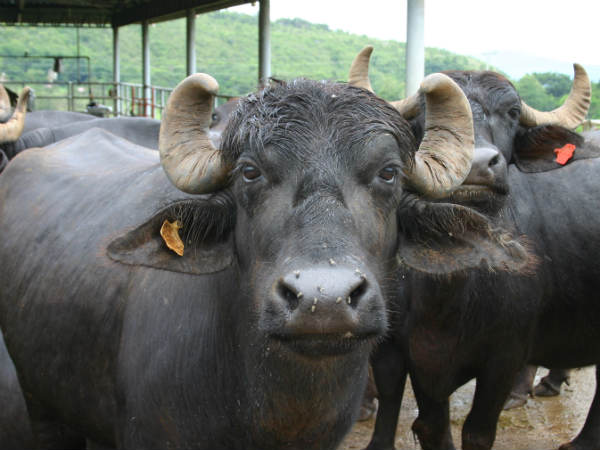 Buffalo
