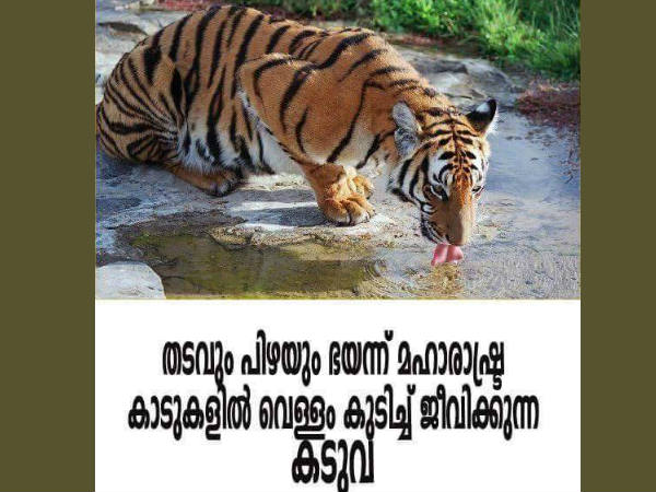 കടുവ വെള്ളം കുടിക്കും