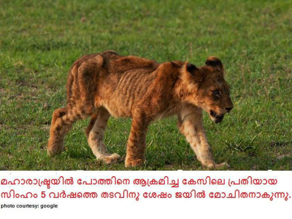 പാവം സിംഹം