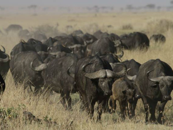 ബീഫ് എന്ന് പറഞ്ഞാല്‍