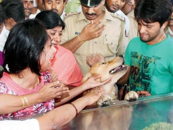 dog1.jpg -Properties