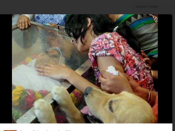 dog3.jpg -Properties