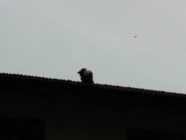 ഞാനിപ്പം ചാടുവേ....