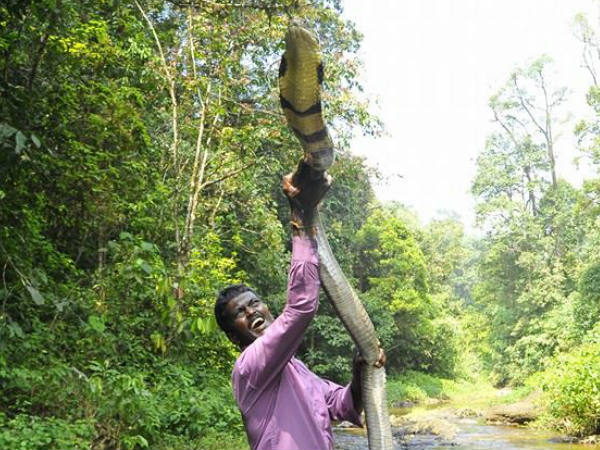 വാവ സുരേഷ്