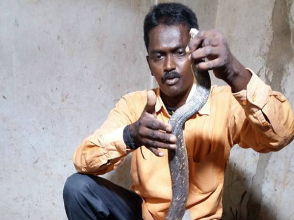 മരപ്പട്ടി