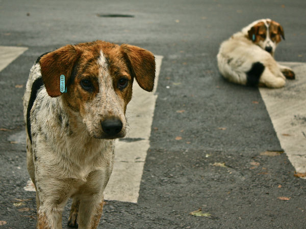 stray-dogs