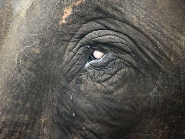 ആനവില ആനവില