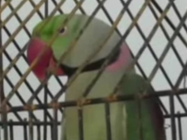 വളര്ത്തുമകന് വളര്ത്തുമകന്