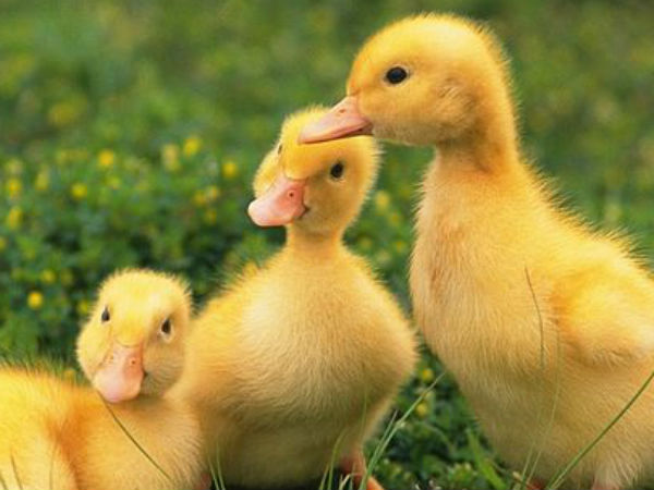 മദര്‍ ഡക്ക് സെഡ് ക്വാക് ക്വാക്...